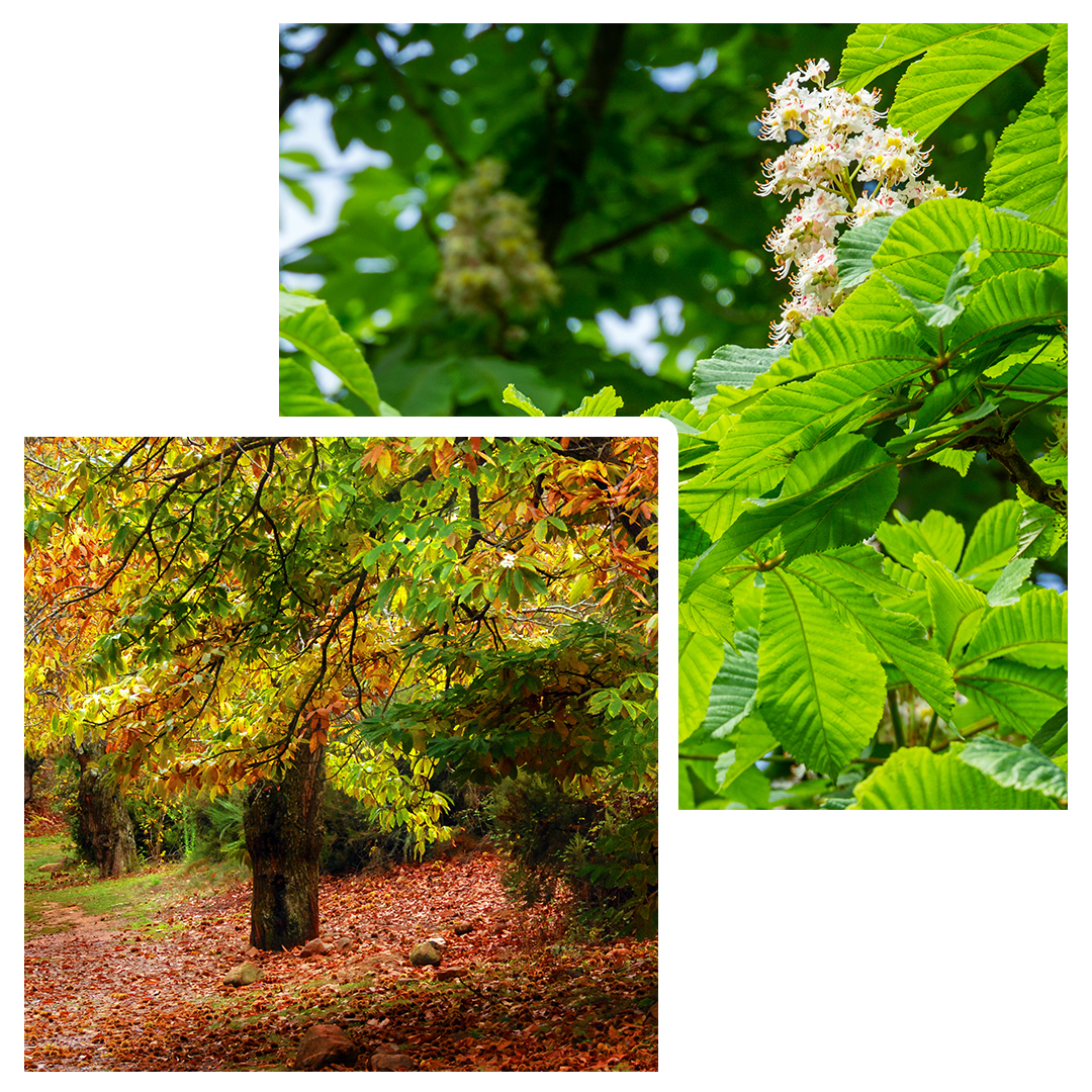 vista de detalle a hojas de quebracho color verdes y con flores blancas y vista general a un árbol de castaño, donde se aprecia el color caracteristico de estás en otoño así como una cama de hojas en el suelo