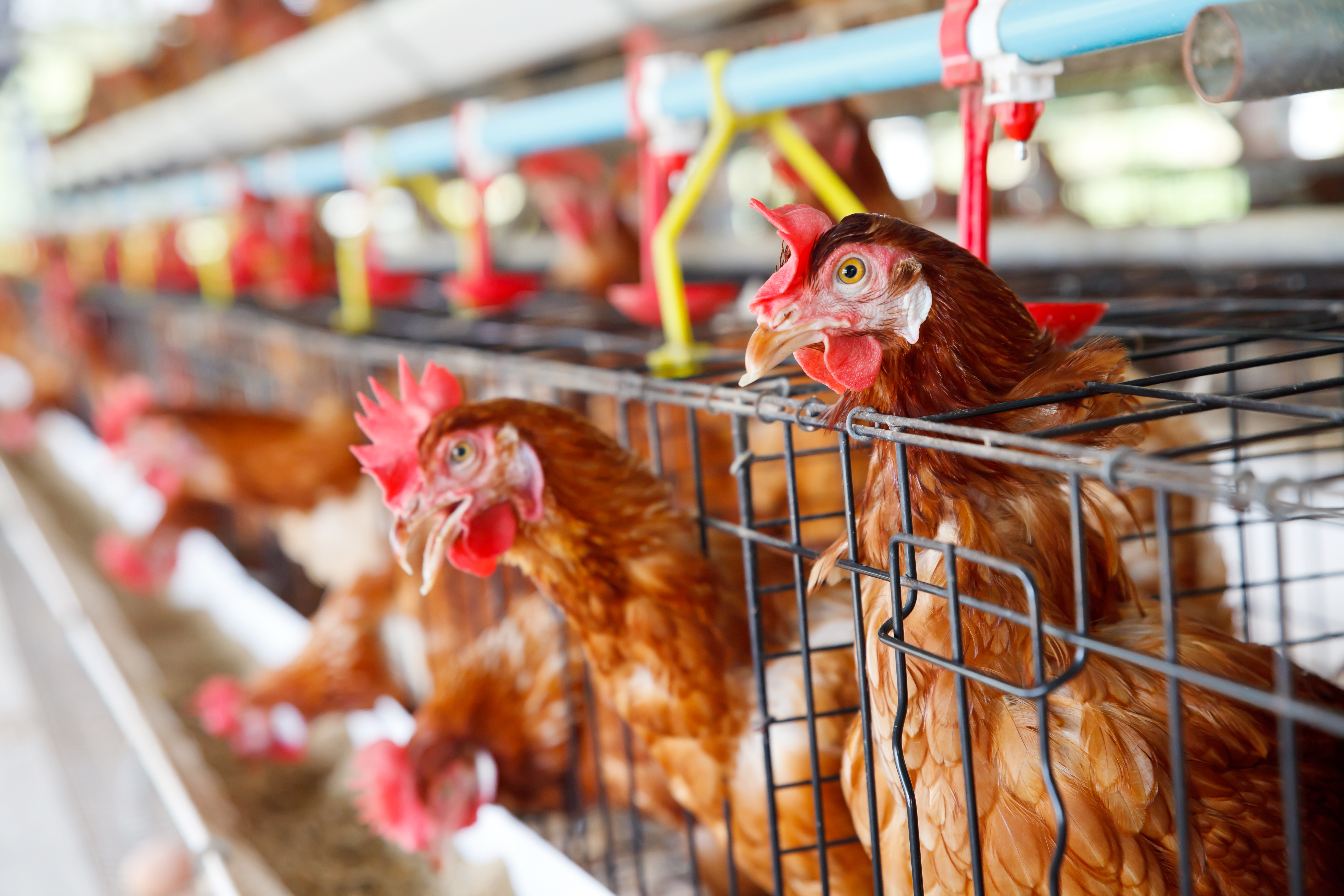Fotografía de pollos color rojiso en un criadero, estos animales se presentan sanos y bien cuidados.