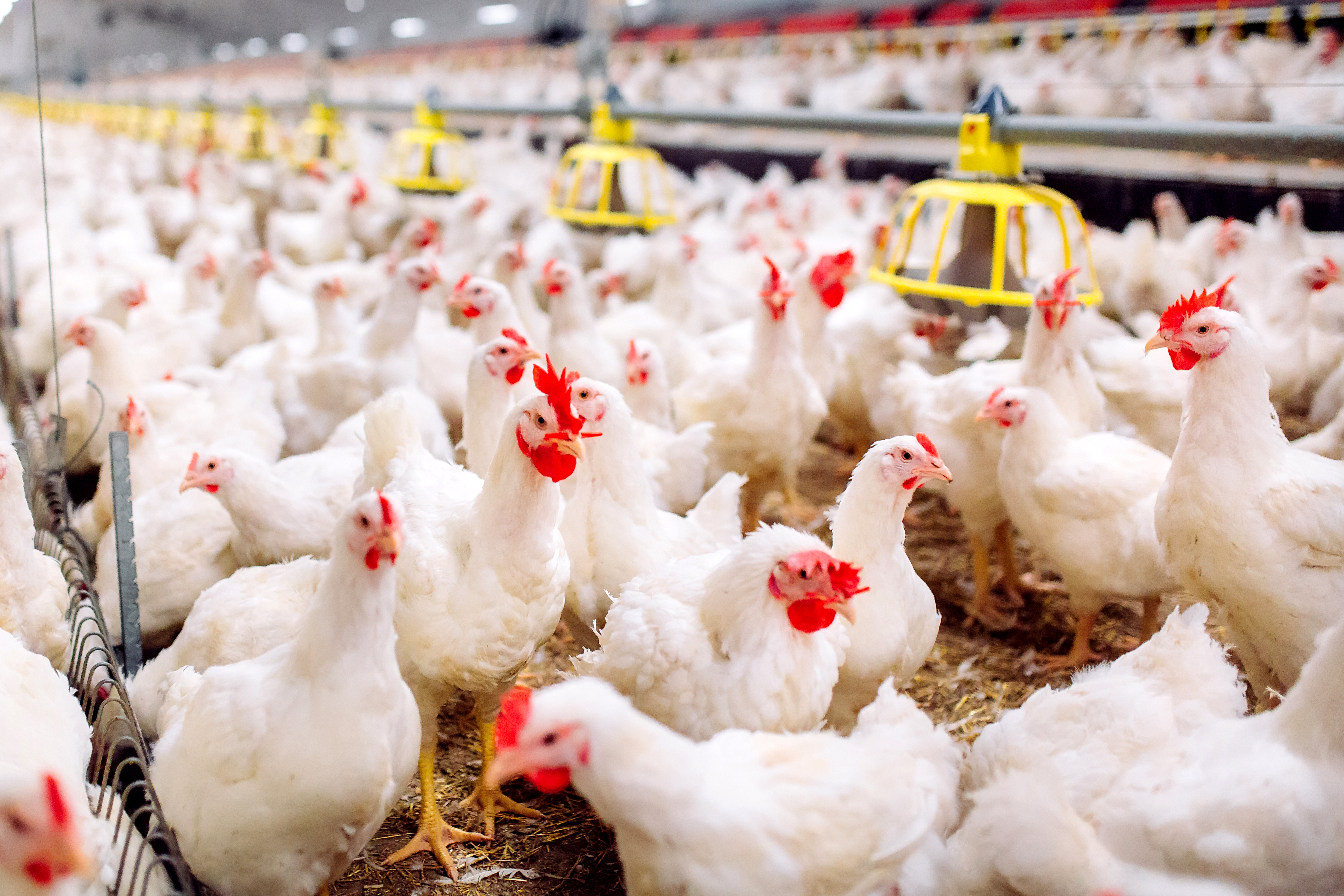 Pollos color blanco en un gallinero donde se aprecia su buen tamaño y la salud tanto por el color de sus crestas como el de sus patas.